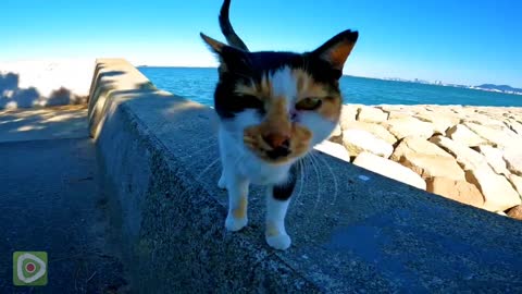 A friendly calico cat walks along the breakwater being petted