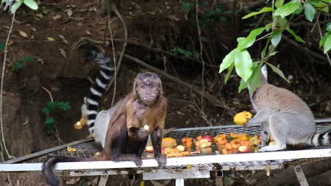 /footage-of-the-monkeys-eating-together