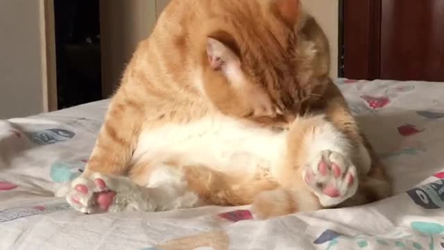 FunnyCatsToday，Funny Cat You Might Never See Before, part18