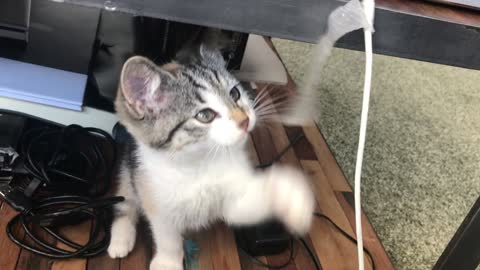 Baby cat playing with tape