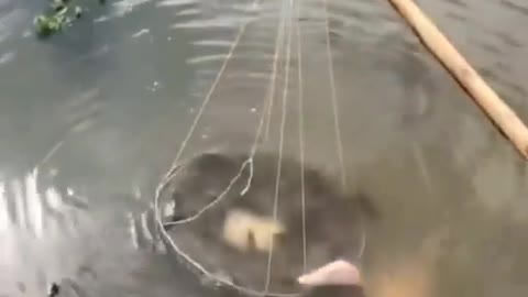 This is a beautiful and charming water-dwelling species