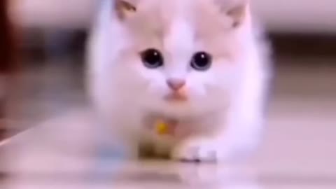 so cute cat