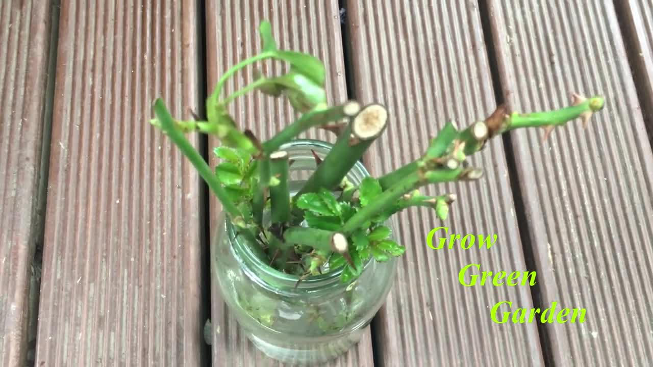 How to grow rose cuttings in water