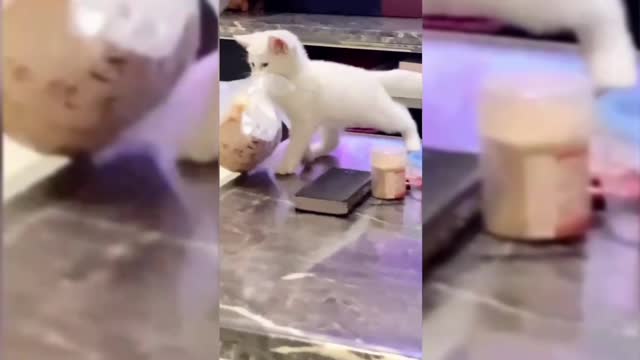 A stealing kitten