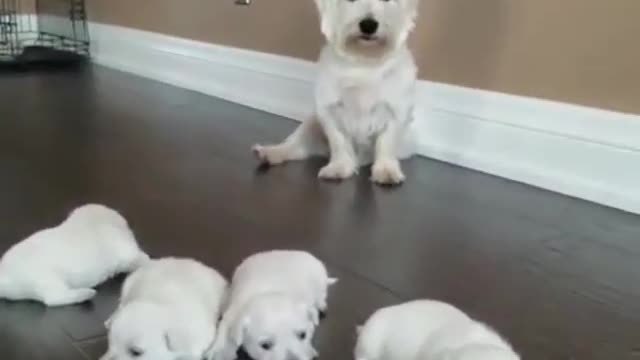 Mother Dog and Puppy