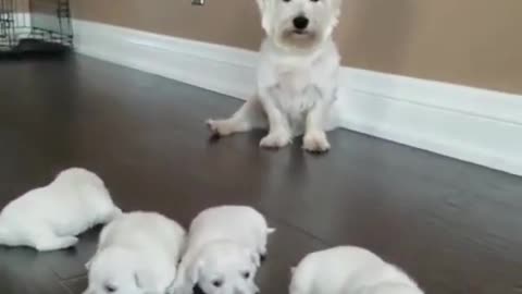 Mother Dog and Puppy