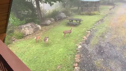 Deer 🦌 fawn 🦌 Good morning from The Treehouse 🌳 NW NC Appalachia God’s country #jesussaves