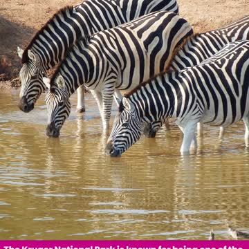 How to have an authentic travel experience in South Africa