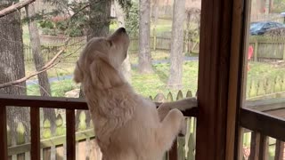 Friendly Doggy Comes Face to Face With Squirrel