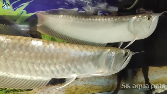 Arowana Attack to fish