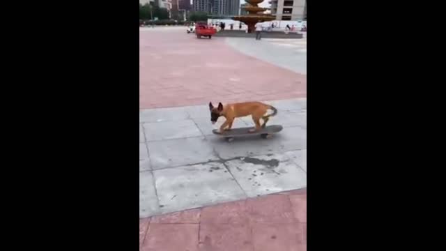 The dog is an athlete