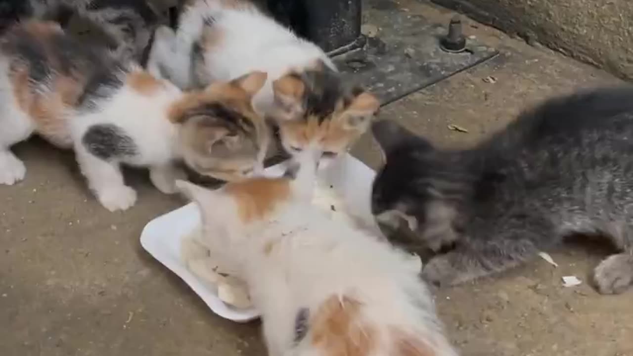 Some kind person fed a stray mama cat and her kittens 🥹❤️