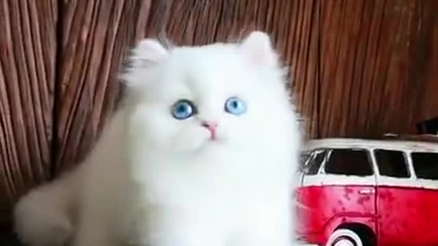 Funny Cat playing with Toy Car