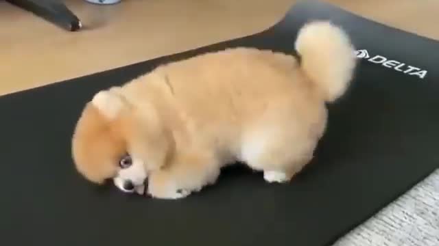 Puppy's workout