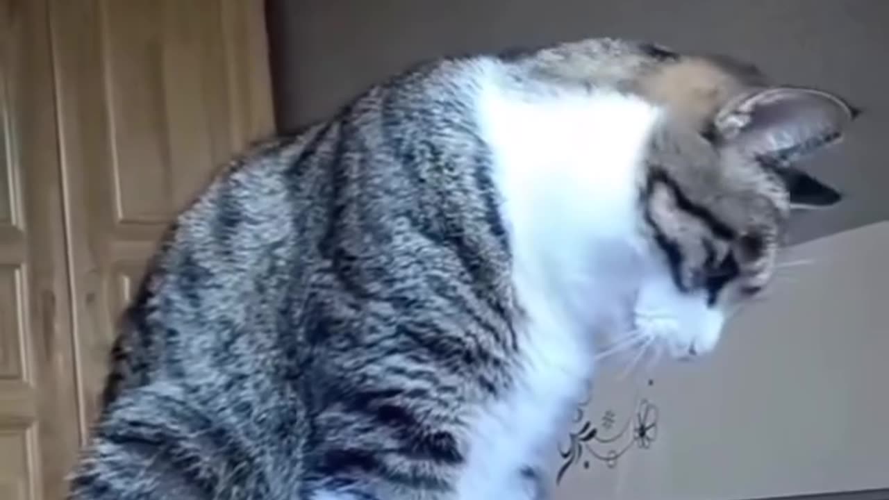 The cat wakes up the hostess in the morning