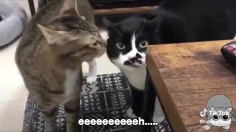 Cats talking 😲😲😲