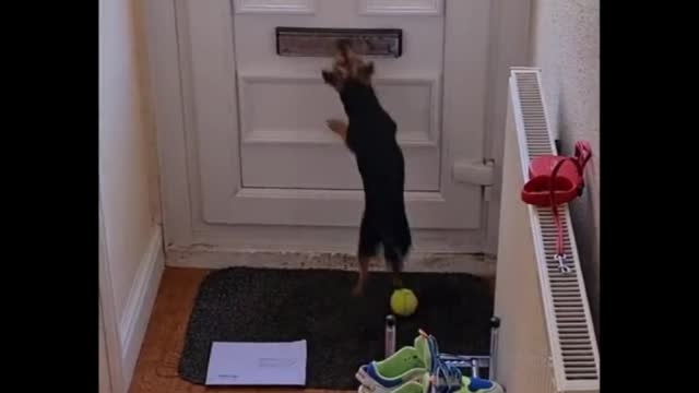 look at the dog's joy when he picks up the cards