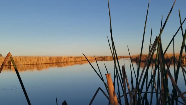 Охота в Калифорнии Delavan NWR