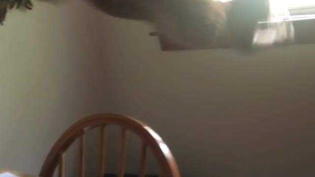 Orange cat jumping from table towards window and falling