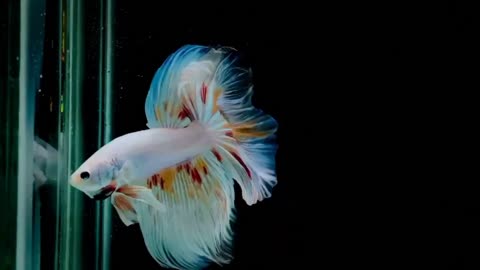 Betta Nemo Platinum