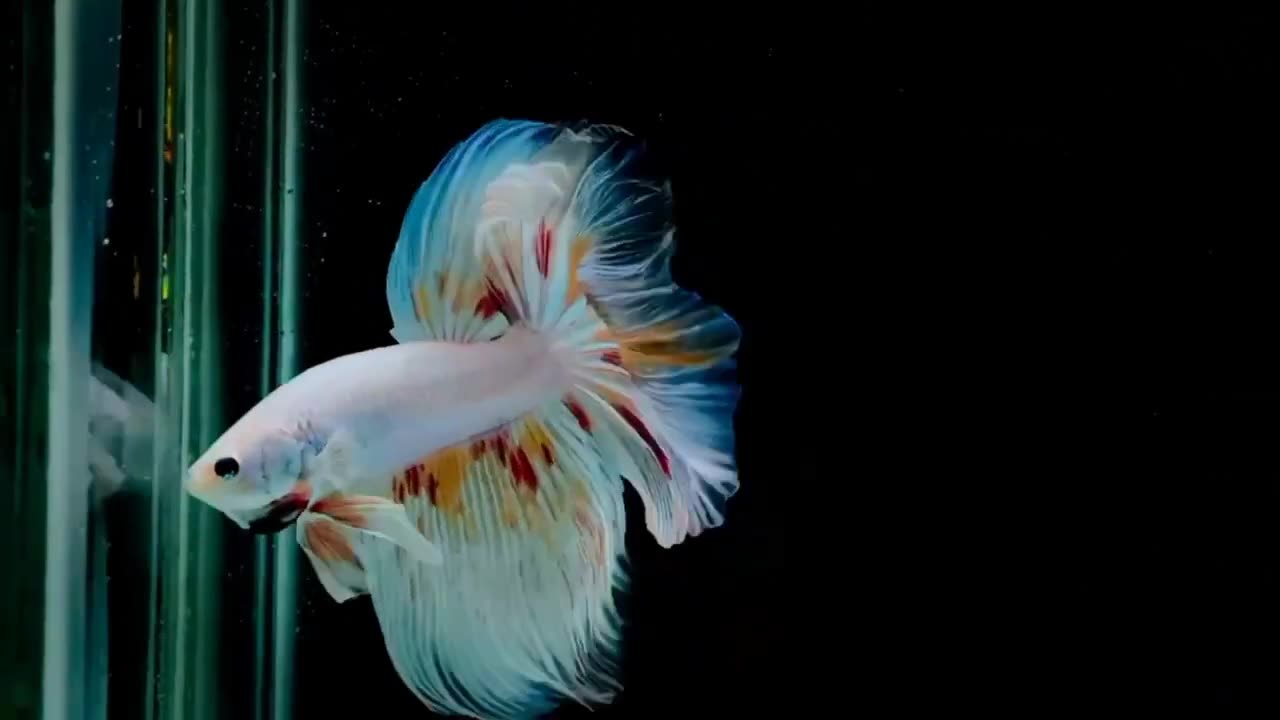 Betta Nemo Platinum