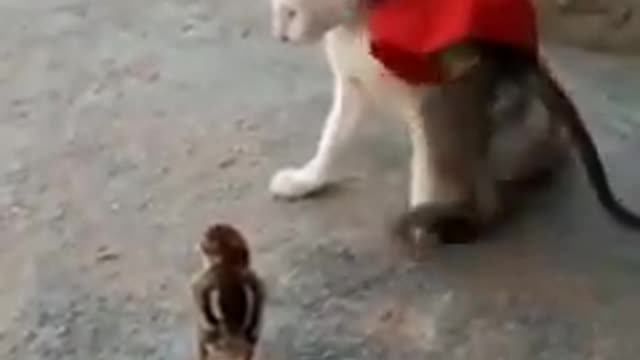 Funny kittens play little monkey and cat and Bird,playing so cute.