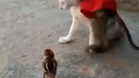 Funny kittens play little monkey and cat and Bird,playing so cute.