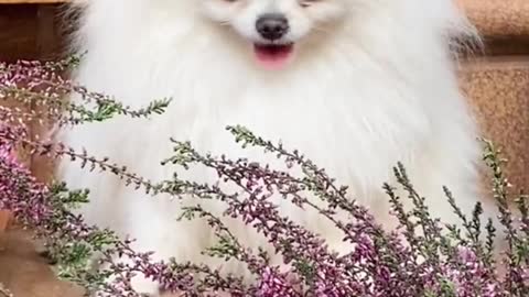 An Adorable White Dog