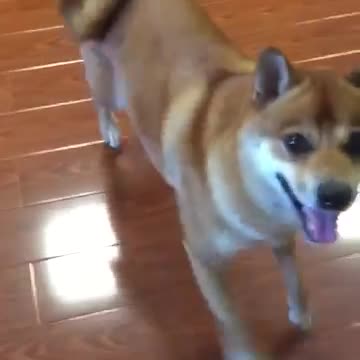 Dog Dances to Country Music
