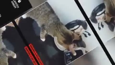Naughty cat 🐈