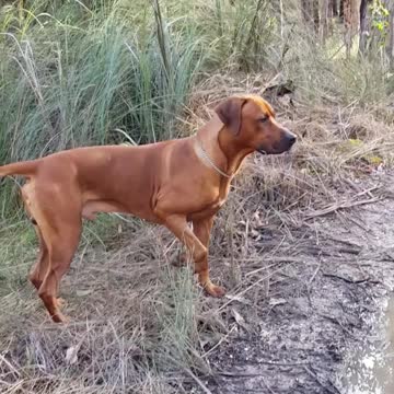 Rhodesian Ridgeback Dog Will Snorkel For Stick