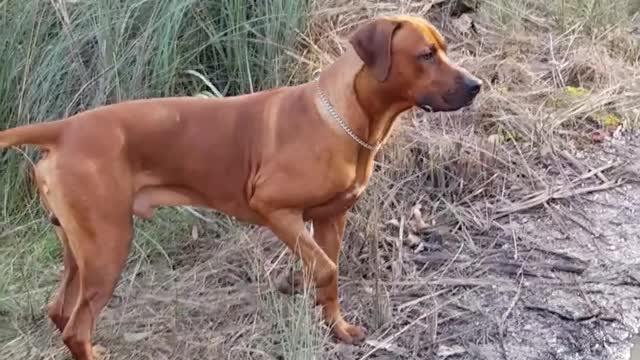 Rhodesian Ridgeback Dog Will Snorkel For Stick