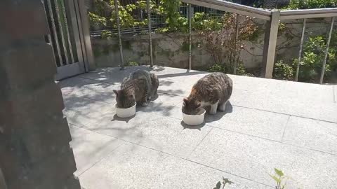 Time for street cats to eat.