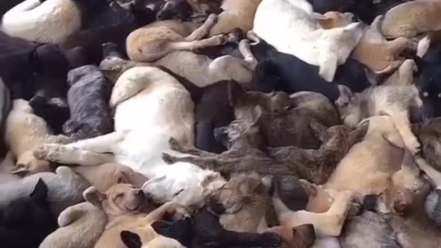 DO YOU ALSO LOVE DOGS? -