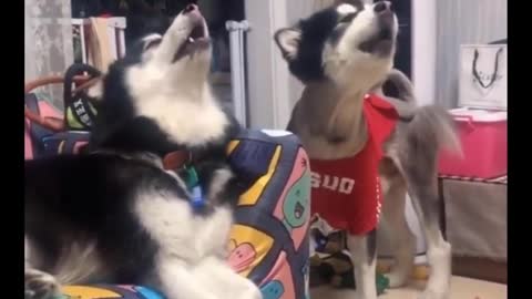 Trending videos | Funny and Cute Huskies | Compilation