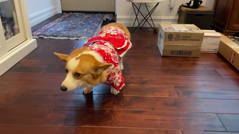 Corgi Makes The Saddest Face at Halloween Costume