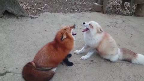 Foxes talk