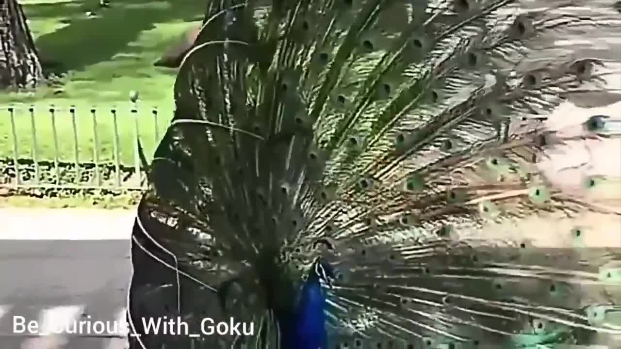 Peacock dance song #peacocks #dance #song