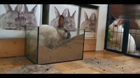 Cute cat video