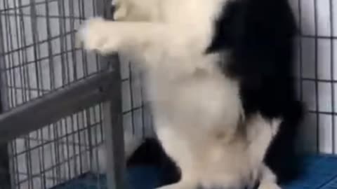 Viral funny dog 🐕🐕🐕