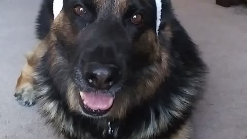 Blitz says Happy Easter