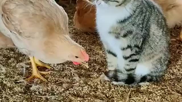 Cute cat live with funny chiks
