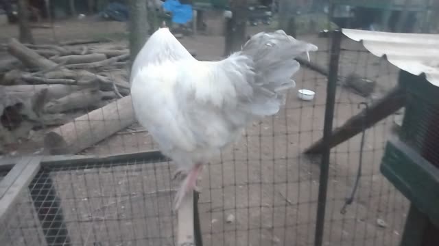 Rooster Flies Back Into The Pen On Command