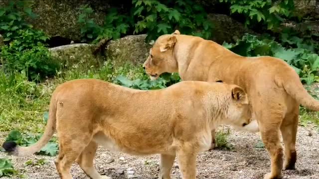 Lion Short Video _ Wildlife Animal