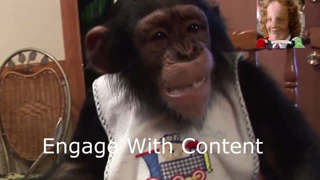 Baby Chimpanzee in Overalls Dominates