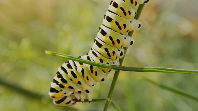 Macro Footage Of A Colorful Caterpillar Chewing On A Stem