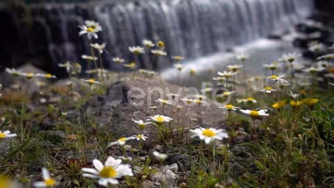 Small pink flowers,Daisy flowers near a big waterfall