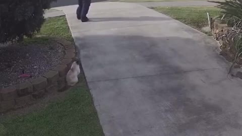 Meanwhile in Australia they lure your cat so they can fine you