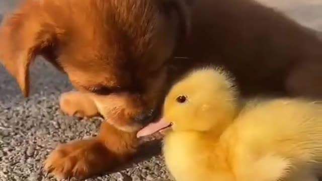 Cute Puppy taking care of his friend