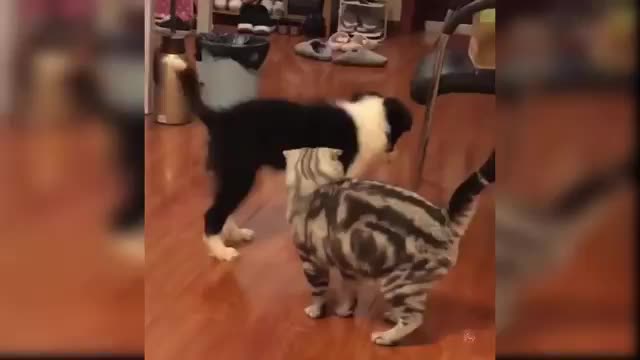 A few funny scenes of the kitten